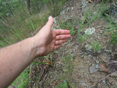 Eragrostis capillaris