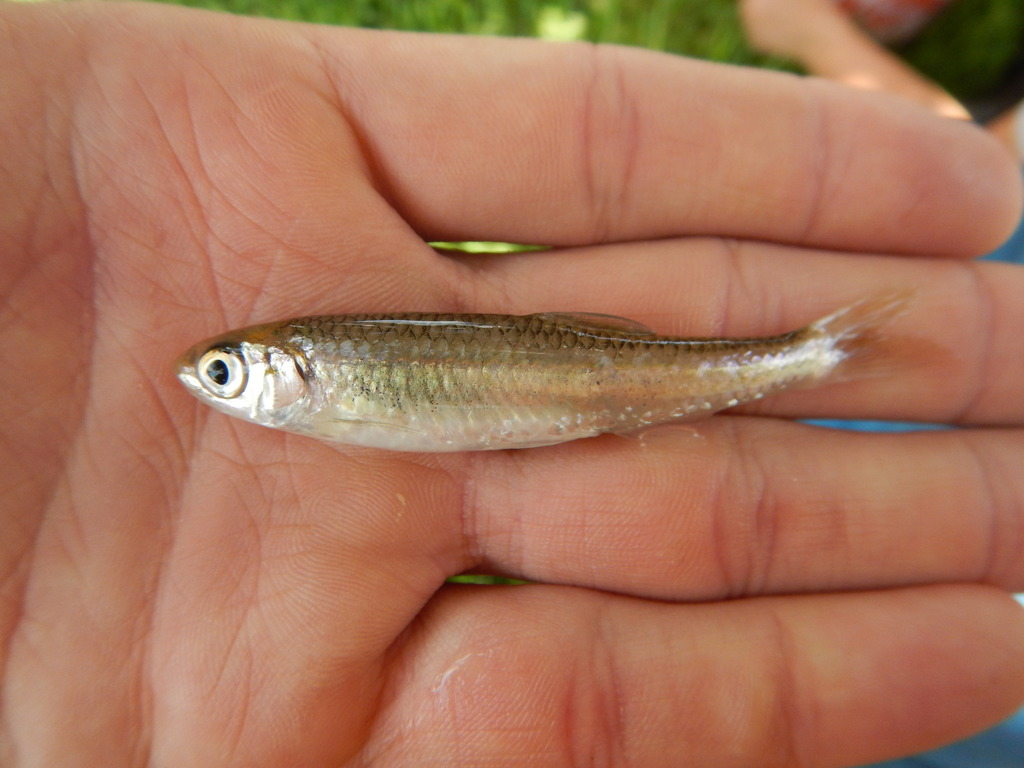 Texas Shiner (Wildlife and Wildflowers of Texas - Fish) · iNaturalist