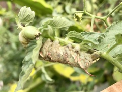 Manduca sexta