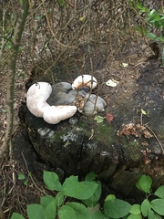Fomitopsis