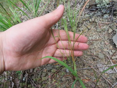 Eragrostis capillaris