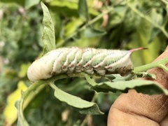 Manduca sexta
