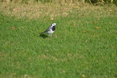 Motacilla alba
