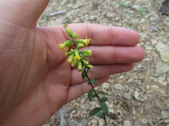 Solidago arguta harrisii
