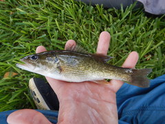 Micropterus treculii