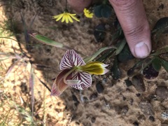 Gladiolus watermeyeri