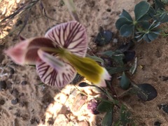 Gladiolus watermeyeri