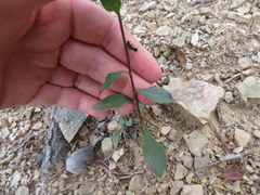 Solidago arguta harrisii