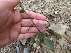 Solidago arguta harrisii