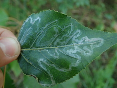 Phyllocnistis unipunctella