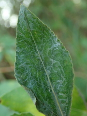 Phyllocnistis unipunctella