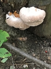 Fomitopsidaceae