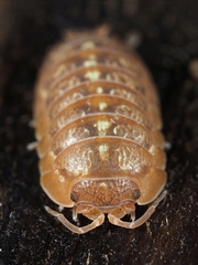 Armadillidium decorum