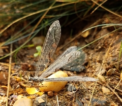 Nemoleontini