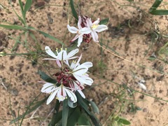 Chlorophytum graminifolium