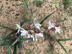 Chlorophytum graminifolium