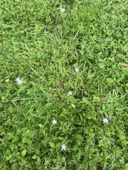 Richardia grandiflora