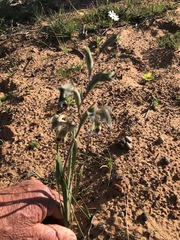 Gladiolus orchidiflorus