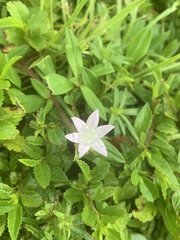Richardia grandiflora