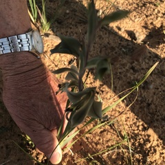Gladiolus orchidiflorus