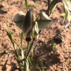Gladiolus orchidiflorus