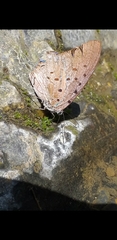 Pseudolycaena damo