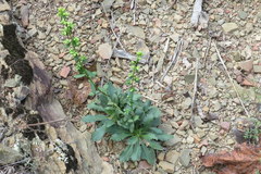 Solidago arguta harrisii