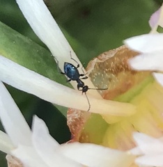 Anthelephila caerulea