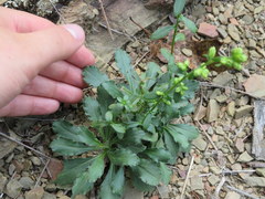 Solidago arguta harrisii