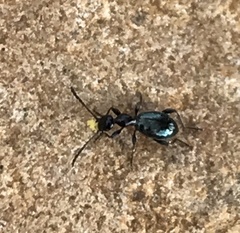 Anthelephila caerulea