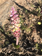 Lachenalia membranacea