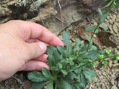 Solidago arguta harrisii