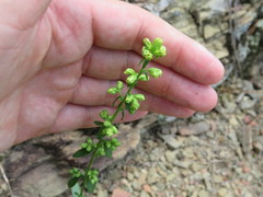 Solidago arguta harrisii