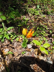 Lilium bulbiferum