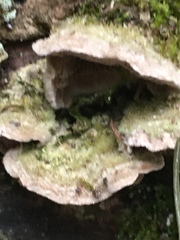 Cerrena unicolor