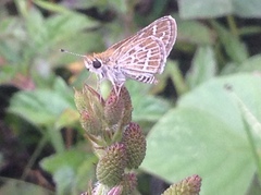 Taractrocera maevius sagara