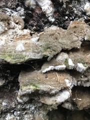 Cerrena unicolor