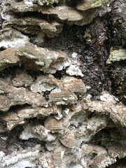 Cerrena unicolor