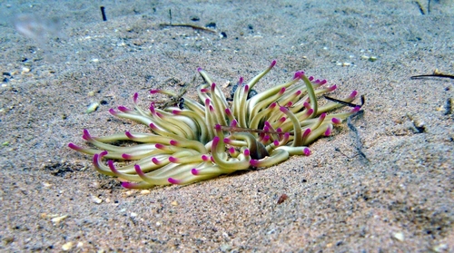 Zlatna moruzgva (Condylactis aurantiaca)