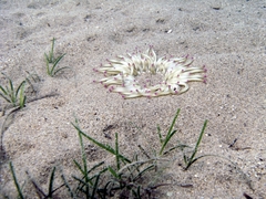 Condylactis aurantiaca