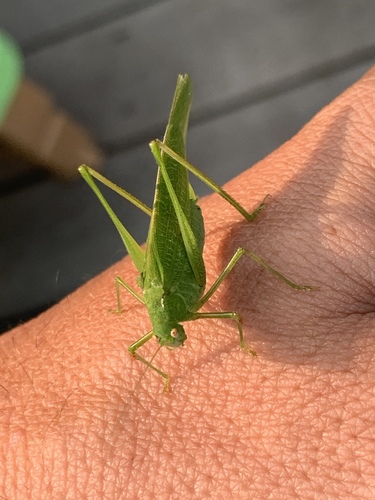 Mediterranean Katydid photo 3