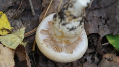 Phlegmacium argutum