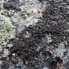 Montanelia sorediata