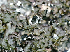 Montanelia sorediata