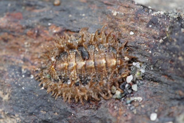 Dwarf Hairy Mopalia