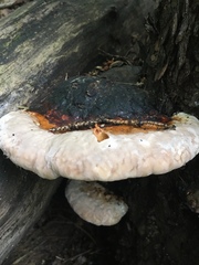 Fomitopsis