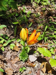 Lilium bulbiferum