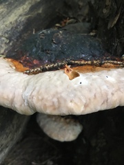 Fomitopsis