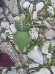 Haemanthus