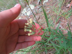 Brickellia eupatorioides eupatorioides